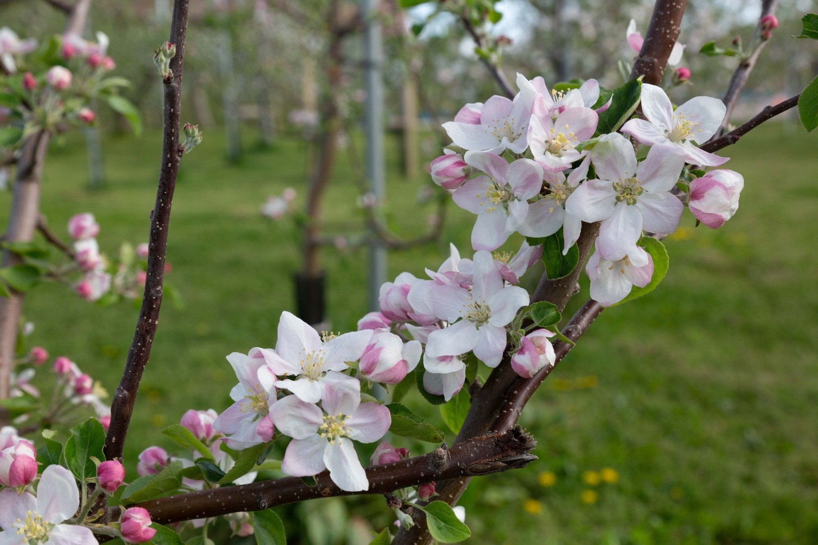 🍎 도로 휴게소 나미오카 애플힐 (미치노에키 나미오카 압푸루히루) 이미지 9
